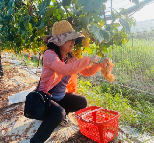 白菜网体验金无需申请